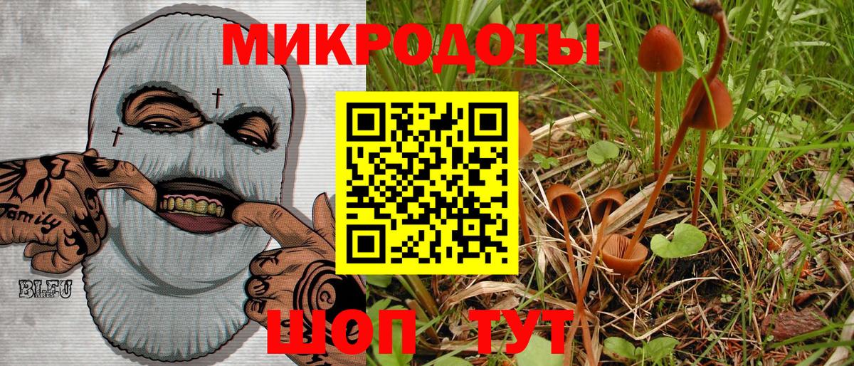 Галлюциногенные грибы Psilocybe Ачхой-Мартан