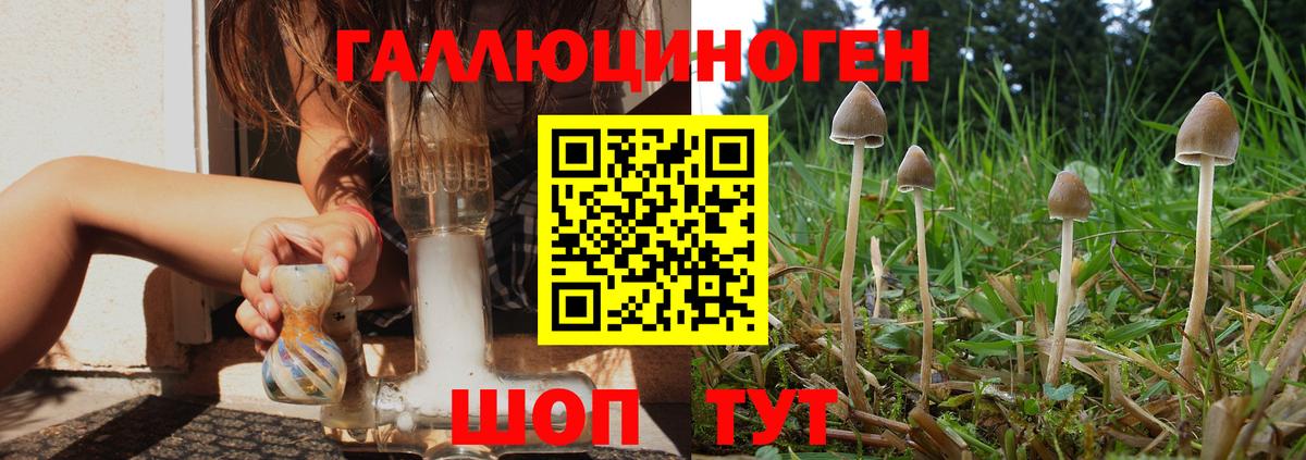 Ачхой-Мартан  Псилоцибиновые грибы мухоморы  Вход с VPN 